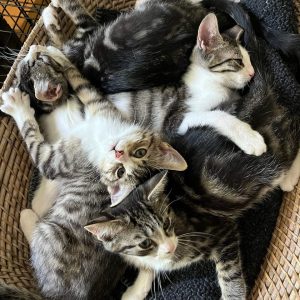 kitties-foster-adopt